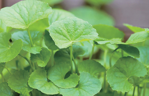 상처치료 원료로 각광받는 병풀의 효능 및 재배기술