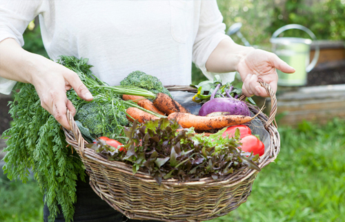 수확량을 늘리고 해충 걱정 덜어주는 텃밭 재배법